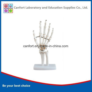 Anatomic Model Natural Size Human Hand Joint Model